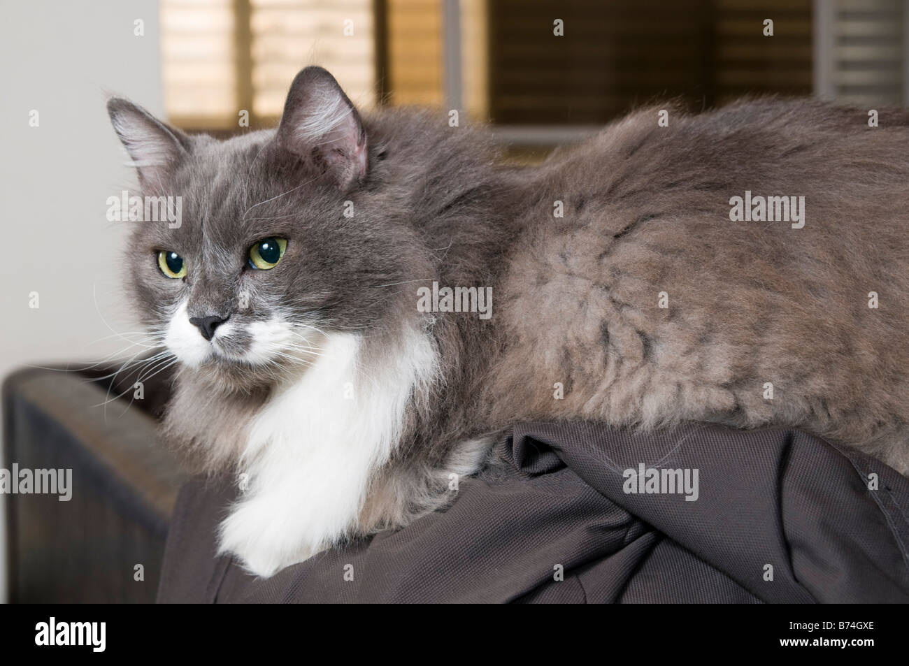 Chat Persan Gris Et Blanc Aux Yeux Verts Photo Stock Alamy Chat Persan Gris Et Blanc Aux Yeux Verts Photo Stock Alamy