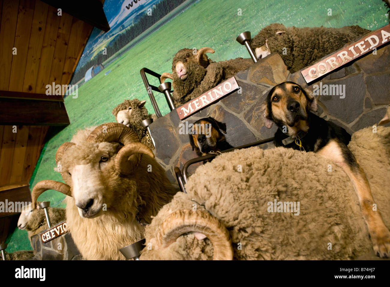 Nouvelle Zélande, île du Nord, Rotorua, les moutons montrent à l'Agrodome. Banque D'Images