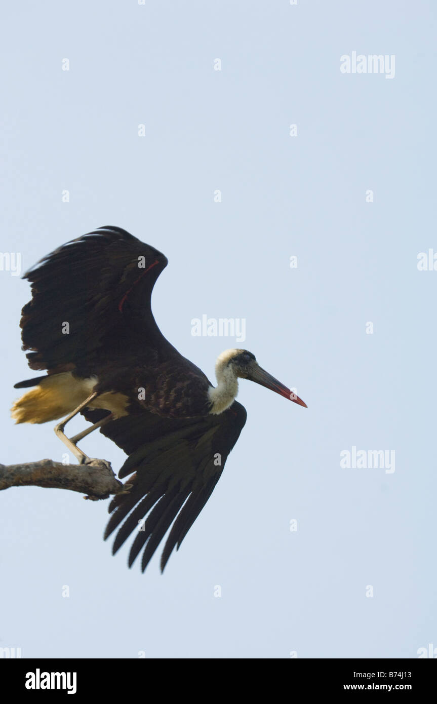 Stork Ciconia episcopus laineux Necked WILD Banque D'Images