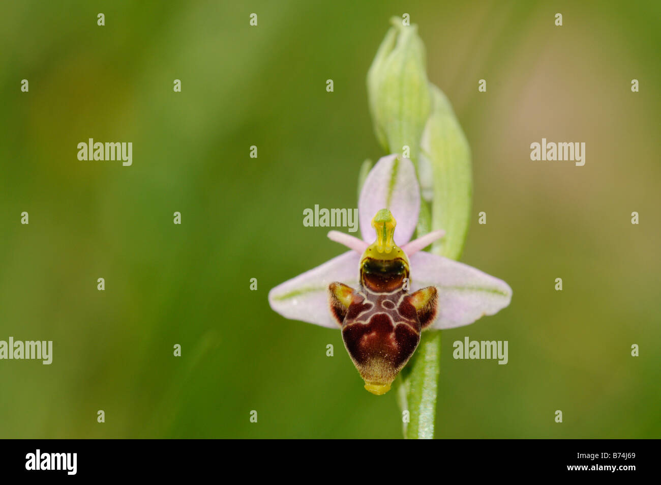 Fleur de l'orchidée Ophrys scolopax autochtones sauvages , la Woodcock orchid Banque D'Images