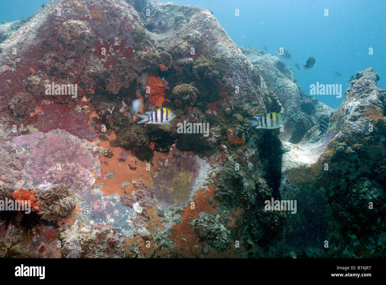 Les récifs coralliens de l'Océan Indien Seychelles Mahe Banque D'Images