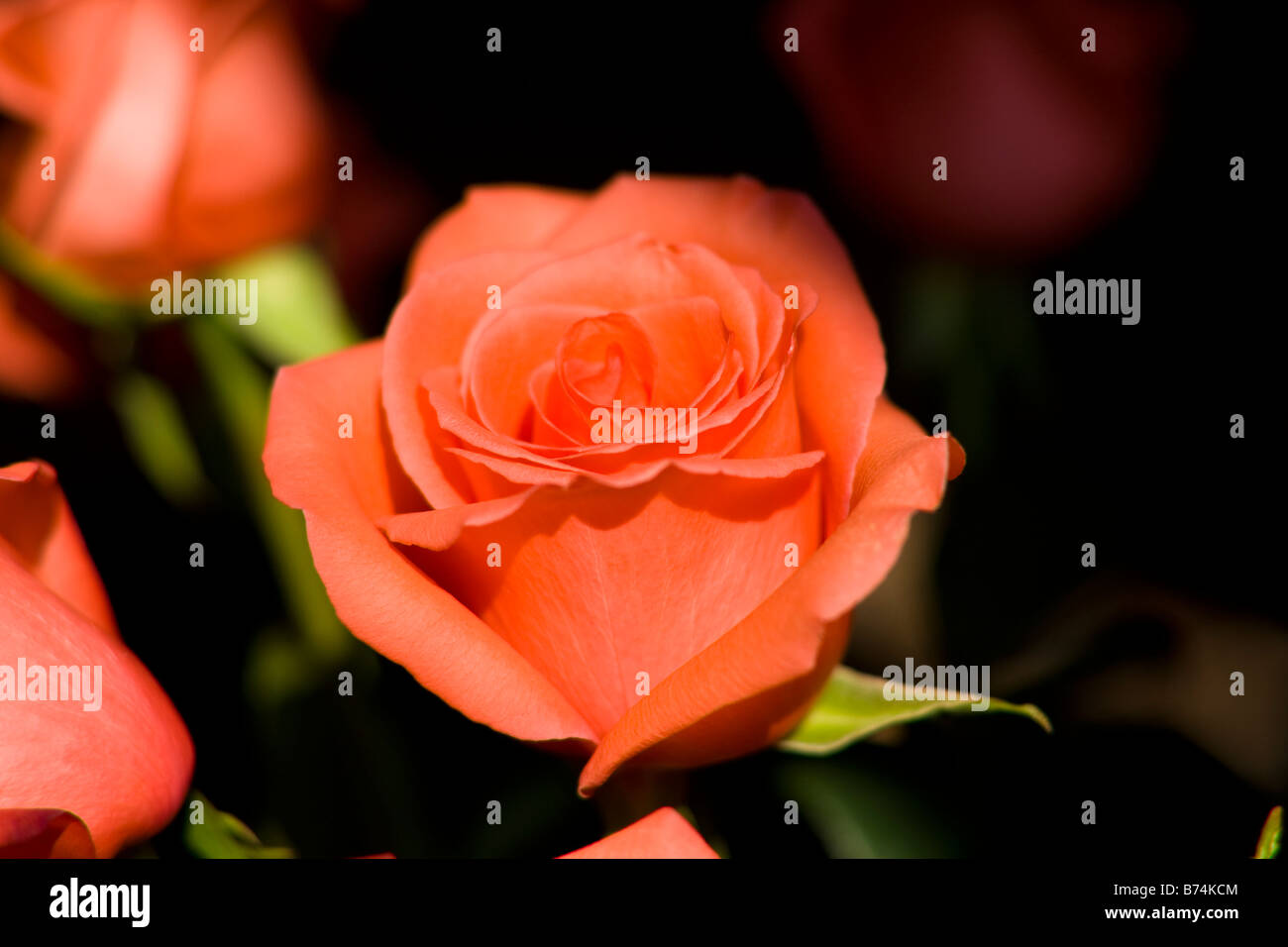 Rose orange Banque D'Images