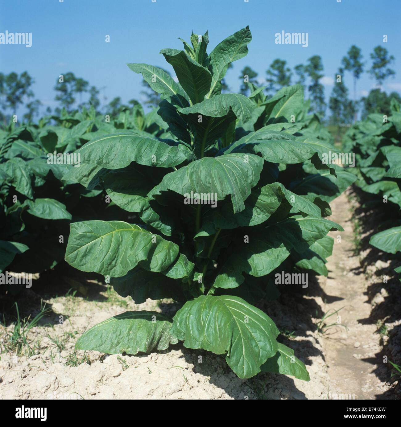 Grande plante de tabac immature mais dans une culture de la Thaïlande Banque D'Images