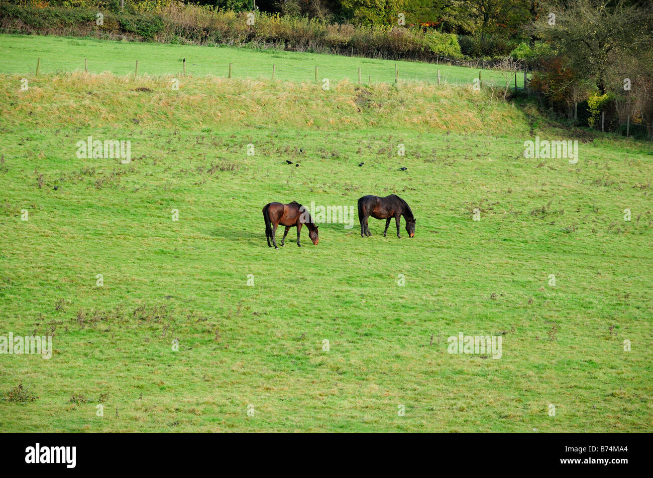 Les chevaux au pâturage dans un paysage d'automne dans la région des Cotswolds Banque D'Images