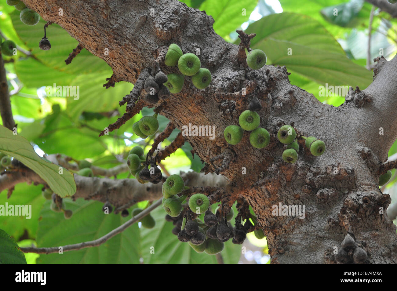 Figues comestibles non sur un arbre ficus Banque D'Images