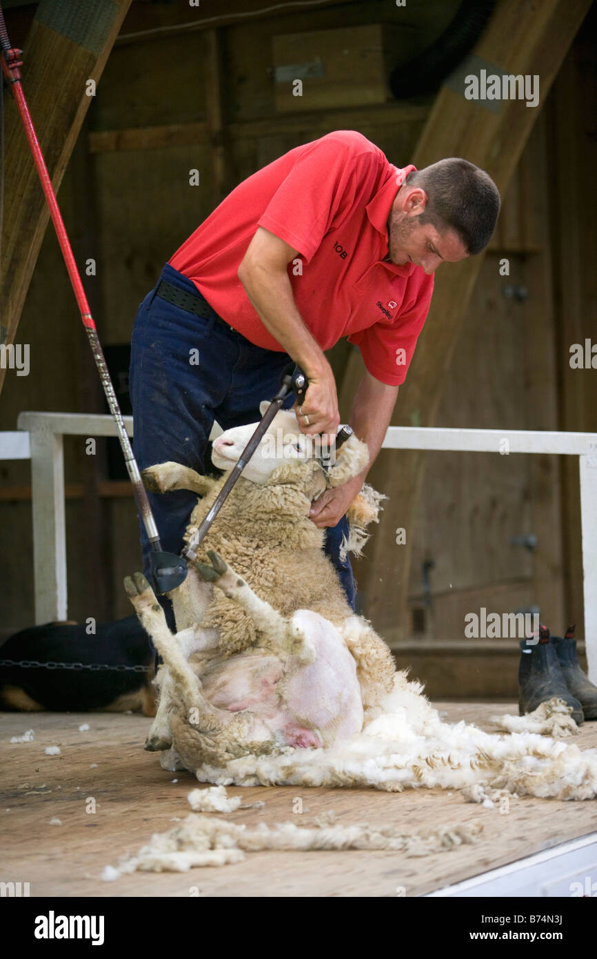 Nouvelle Zélande, île du Nord, Kawakawa, montrent la tonte des moutons. Banque D'Images