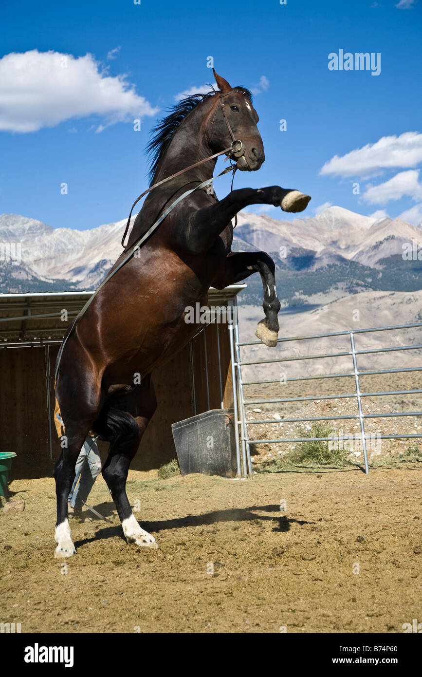Étalon hanovrien, un cheval d'élevage jusqu' montons sur ses pattes Banque D'Images