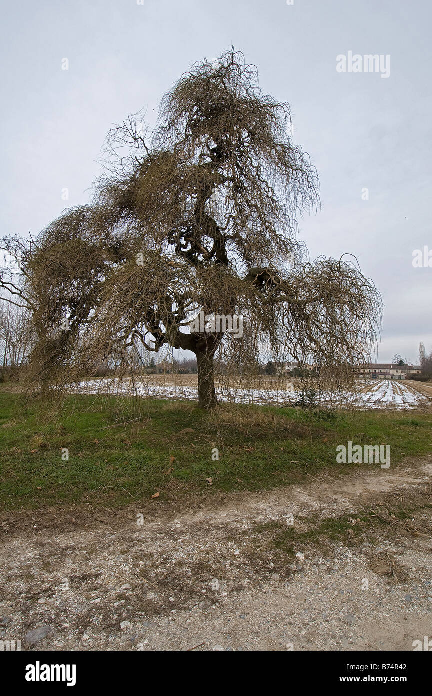 Un arbre de Sophora japonica en hiver Banque D'Images