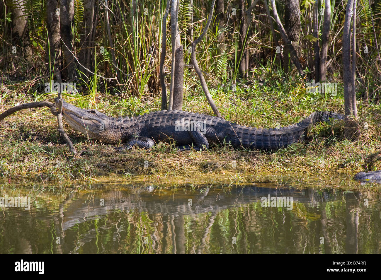 Alligator Alligator mississippiensis de prendre du soleil sur la rive le long de la rivière Turner Road à Big Cypress National Preserve, fL Banque D'Images