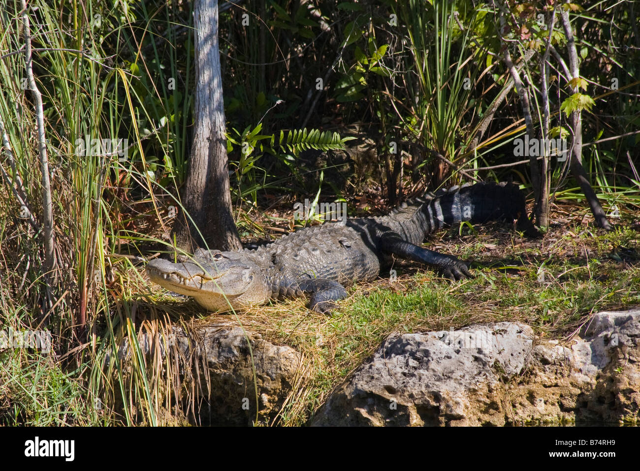 Alligator Alligator mississippiensis de prendre du soleil sur la rive le long de la rivière Turner Road à Big Cypress National Preserve, fL Banque D'Images