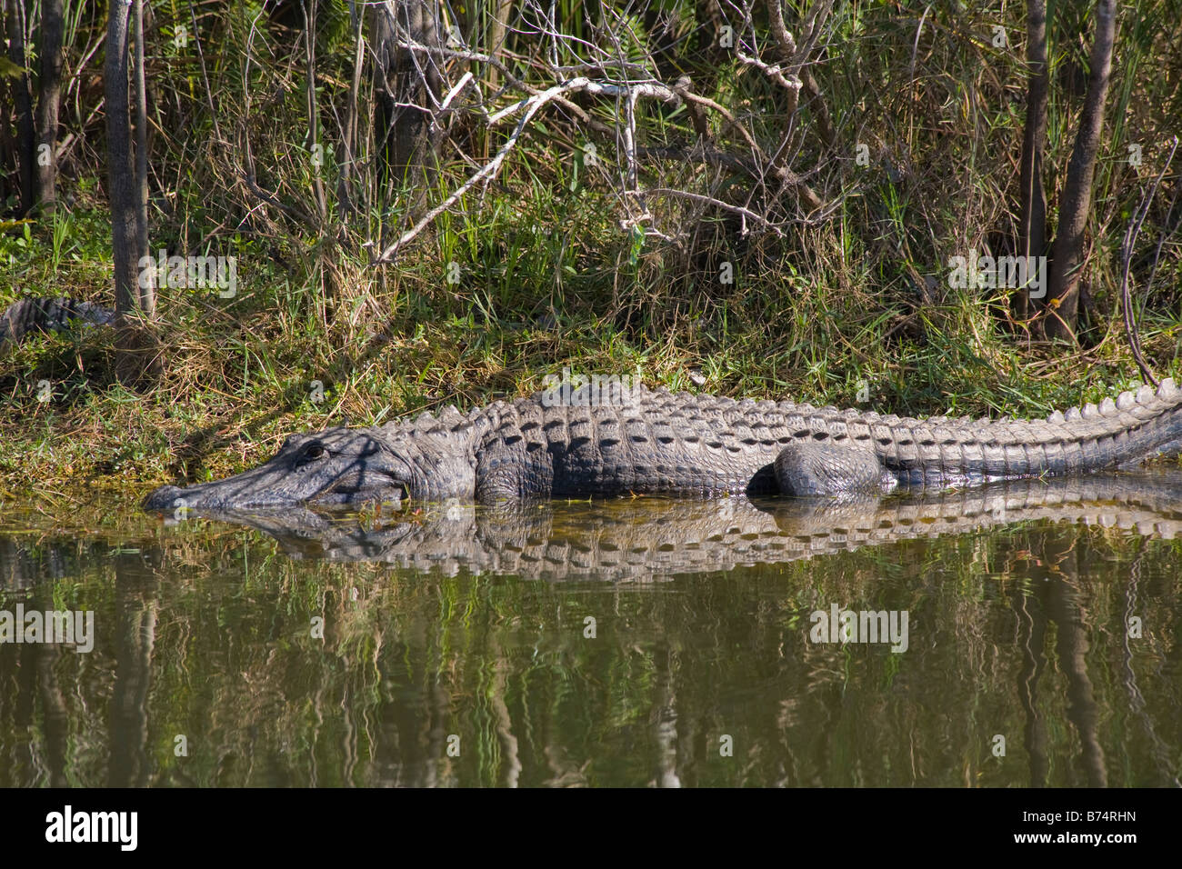 Alligator Alligator mississippiensis de prendre du soleil sur la rive le long de la rivière Turner Road à Big Cypress National Preserve, fL Banque D'Images