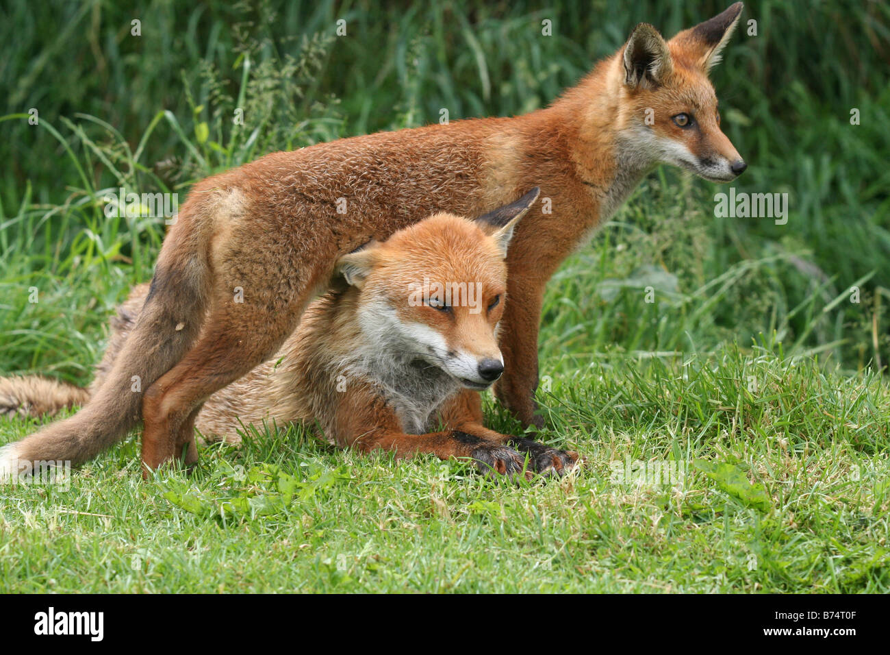 Renard Cub Debout Banque d'image et photos - Alamy