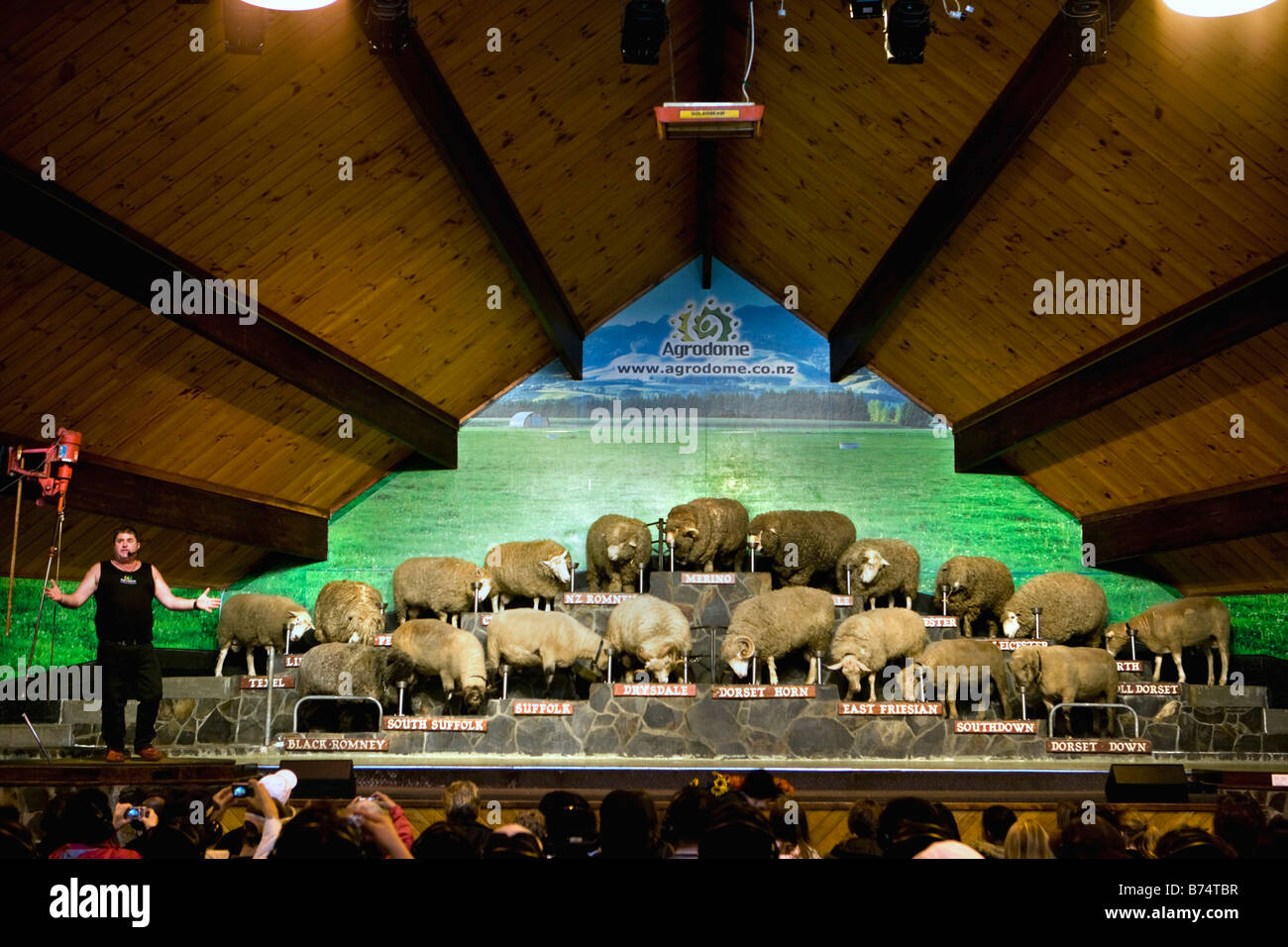 Nouvelle Zélande, île du Nord, Rotorua, les moutons montrent à l'Agrodome. Mouton mérinos. Banque D'Images
