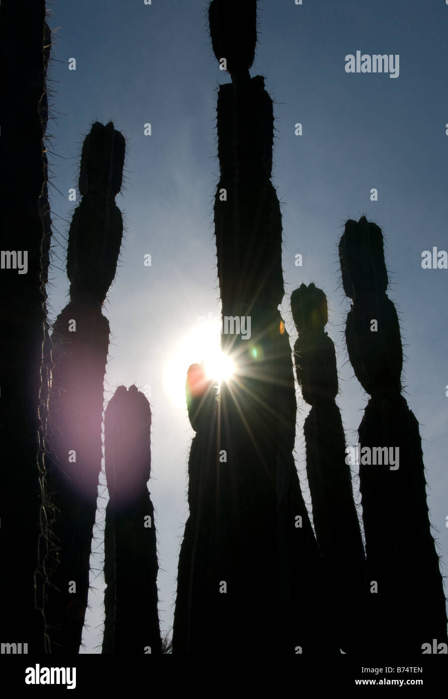 Cactus contre ciel bleu rétro-éclairé Banque D'Images