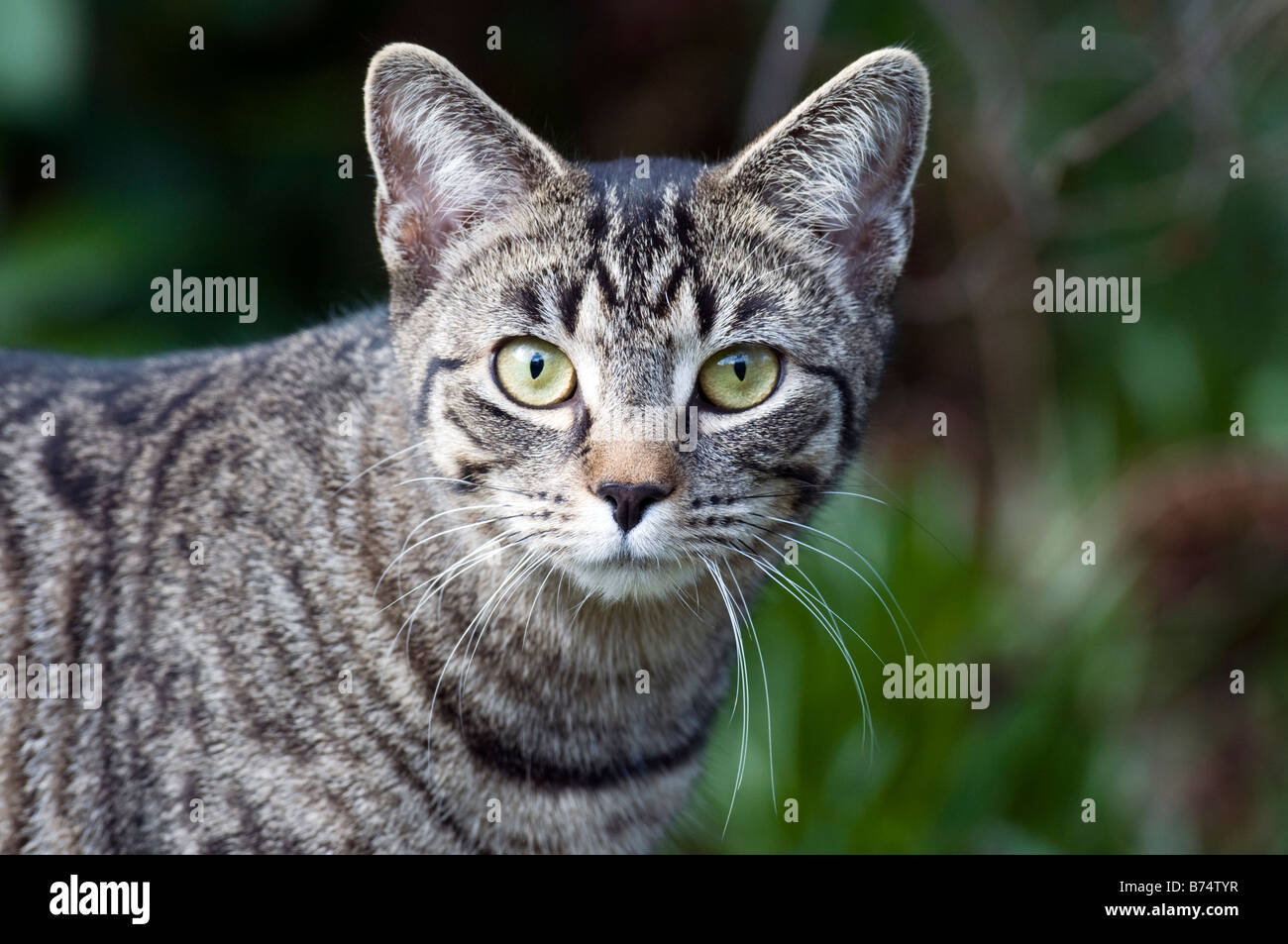 Chat domestique dans jardin oiseaux harcèlement Banque D'Images