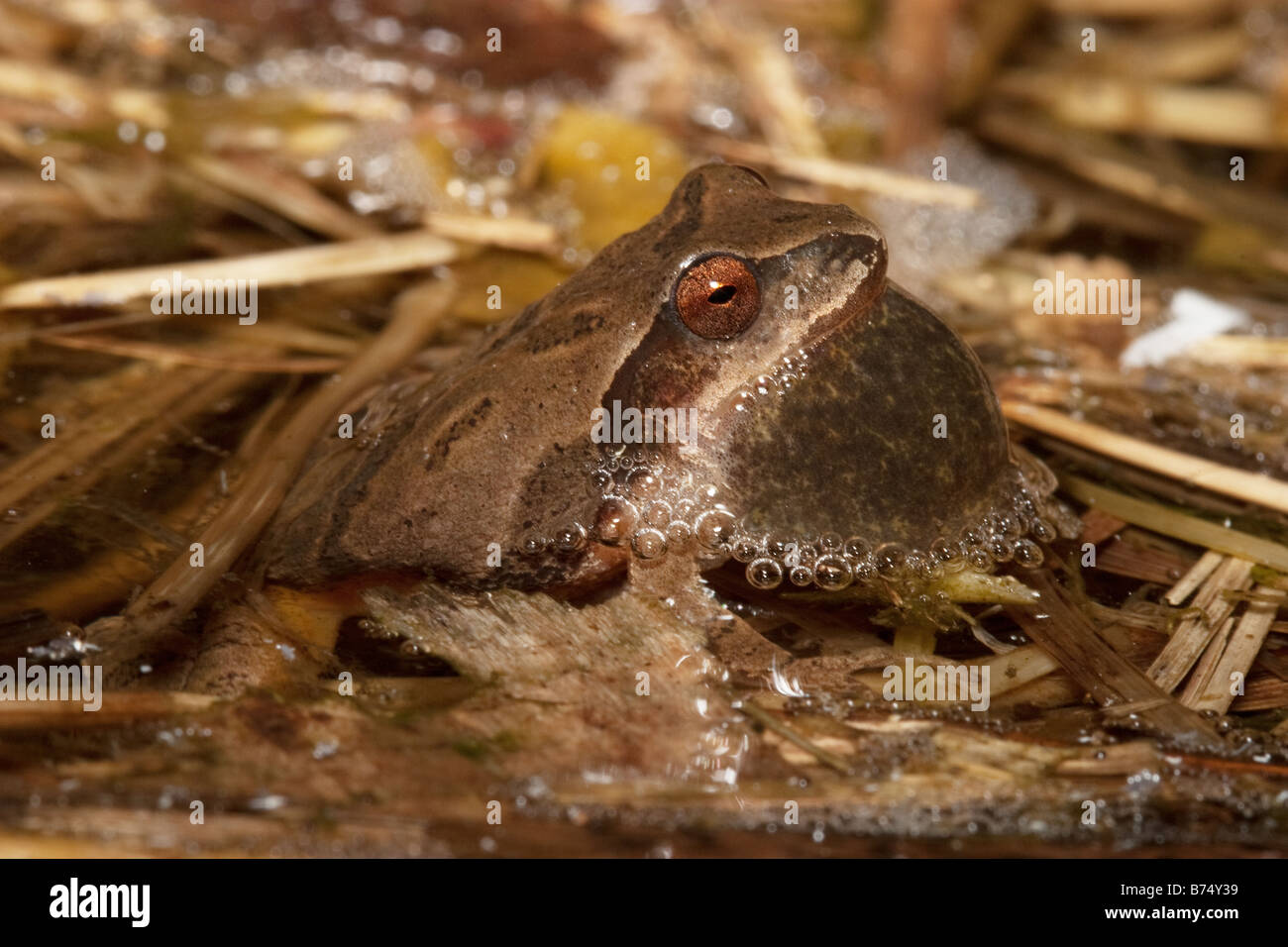 Pseudacris crucifer, Nord de la Rainette crucifère appelant à partir de l'eau Banque D'Images