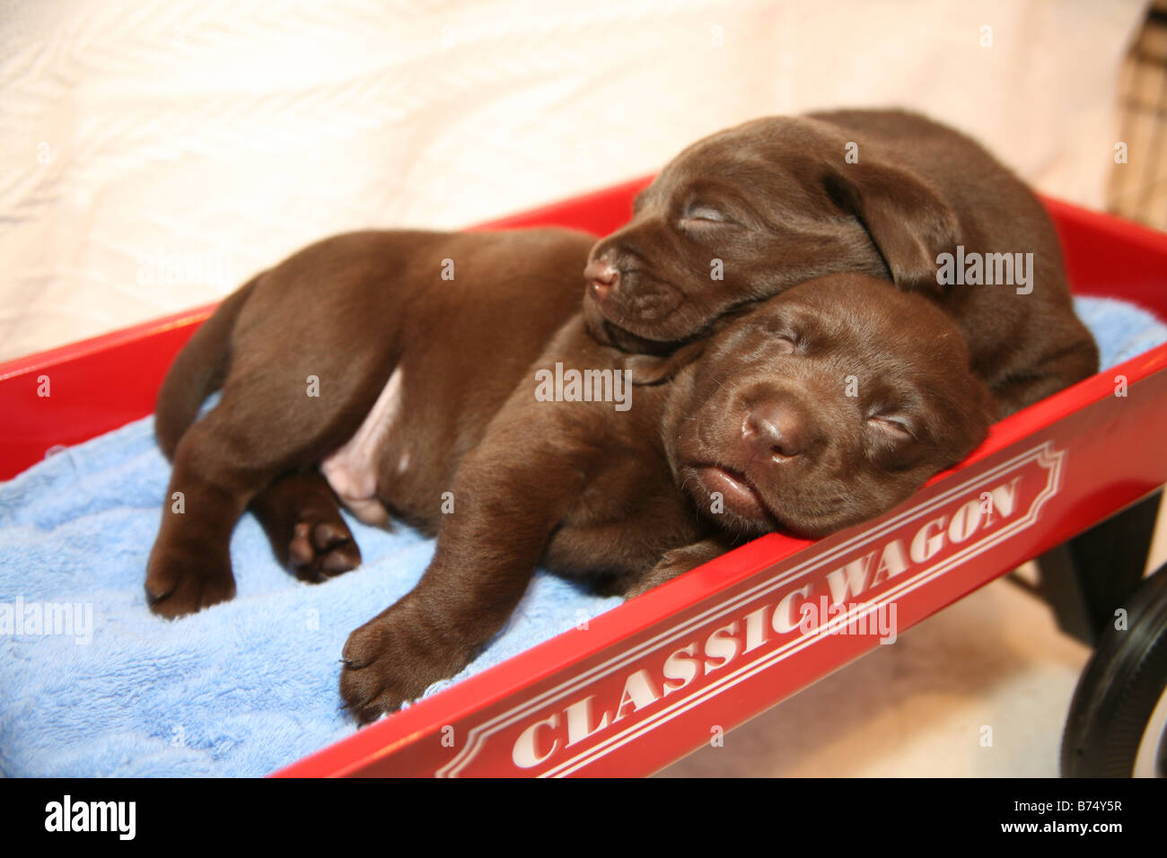 Chiots labrador chocolat dormir dans un panier de jouets Banque D'Images