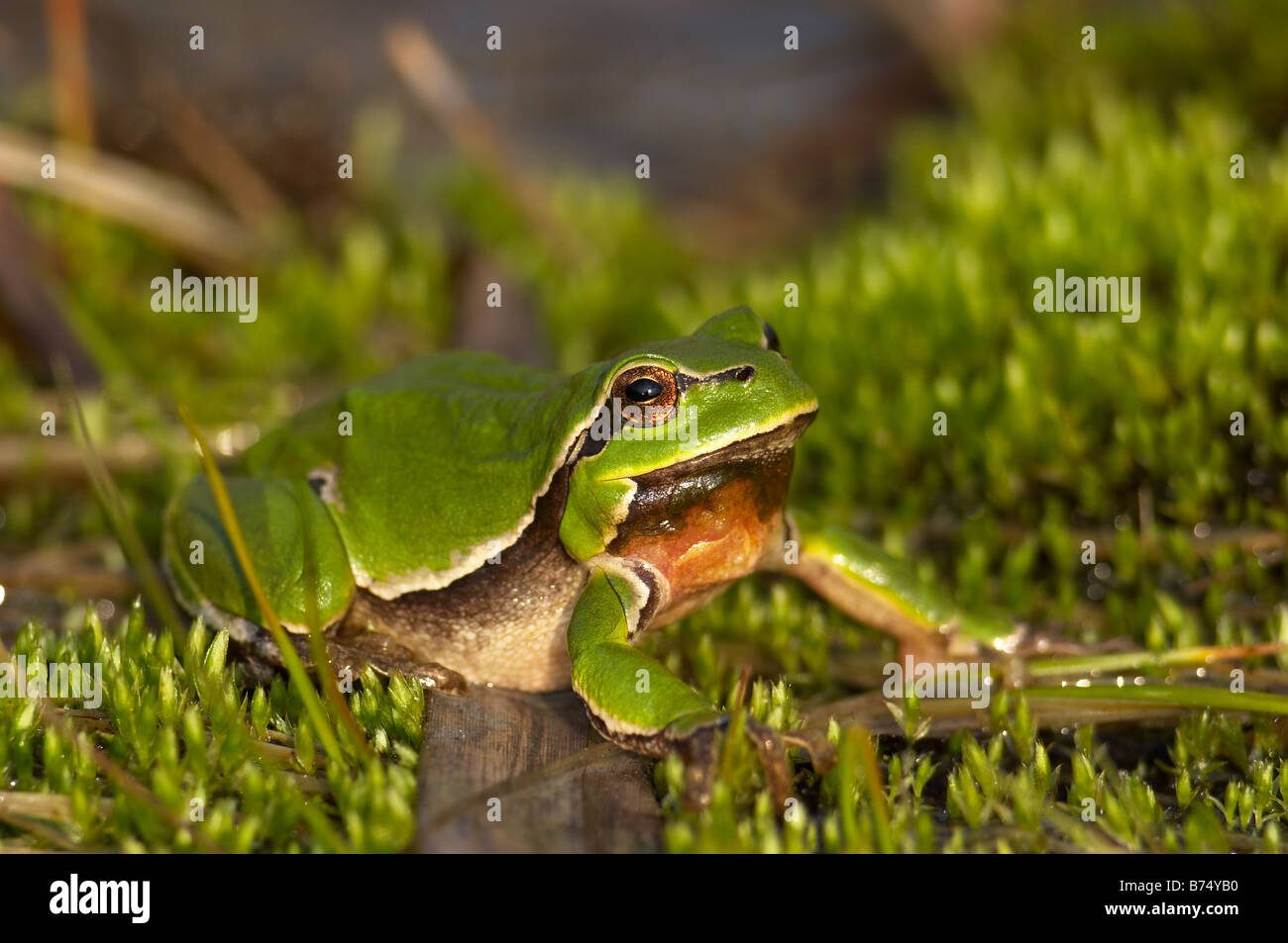 Arbre généalogique commun, grenouille Hyla arborea sur une mousse Banque D'Images