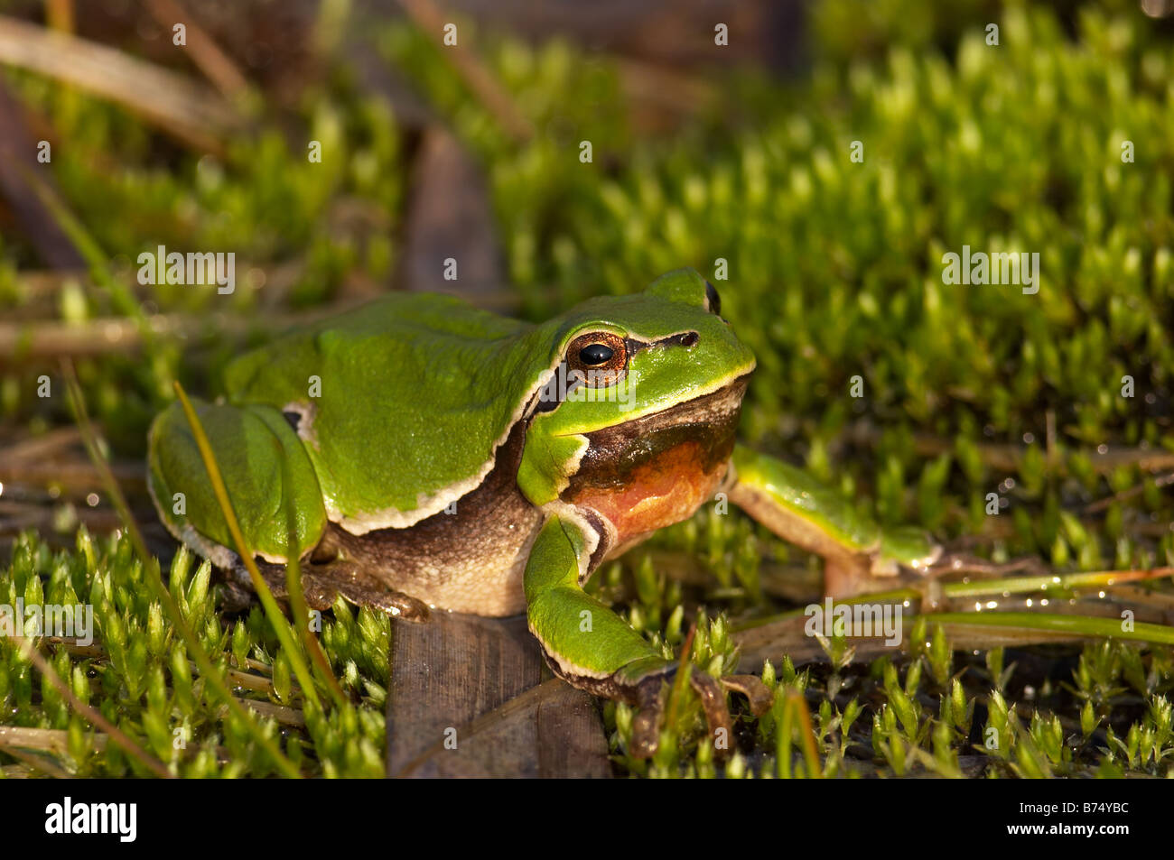 Arbre généalogique commun, grenouille Hyla arborea sur une mousse Banque D'Images