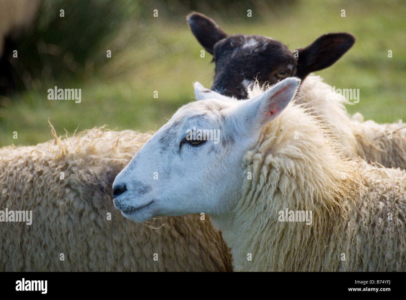 Close up of black and white face mouton à la ferme près de Tebay Cumbria Banque D'Images