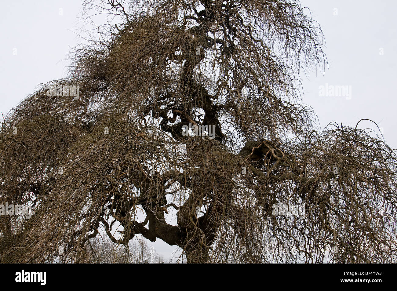Un arbre de Sophora japonica en hiver Banque D'Images