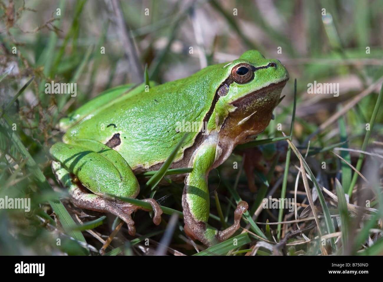 Arbre généalogique commun, grenouille Hyla arborea Banque D'Images