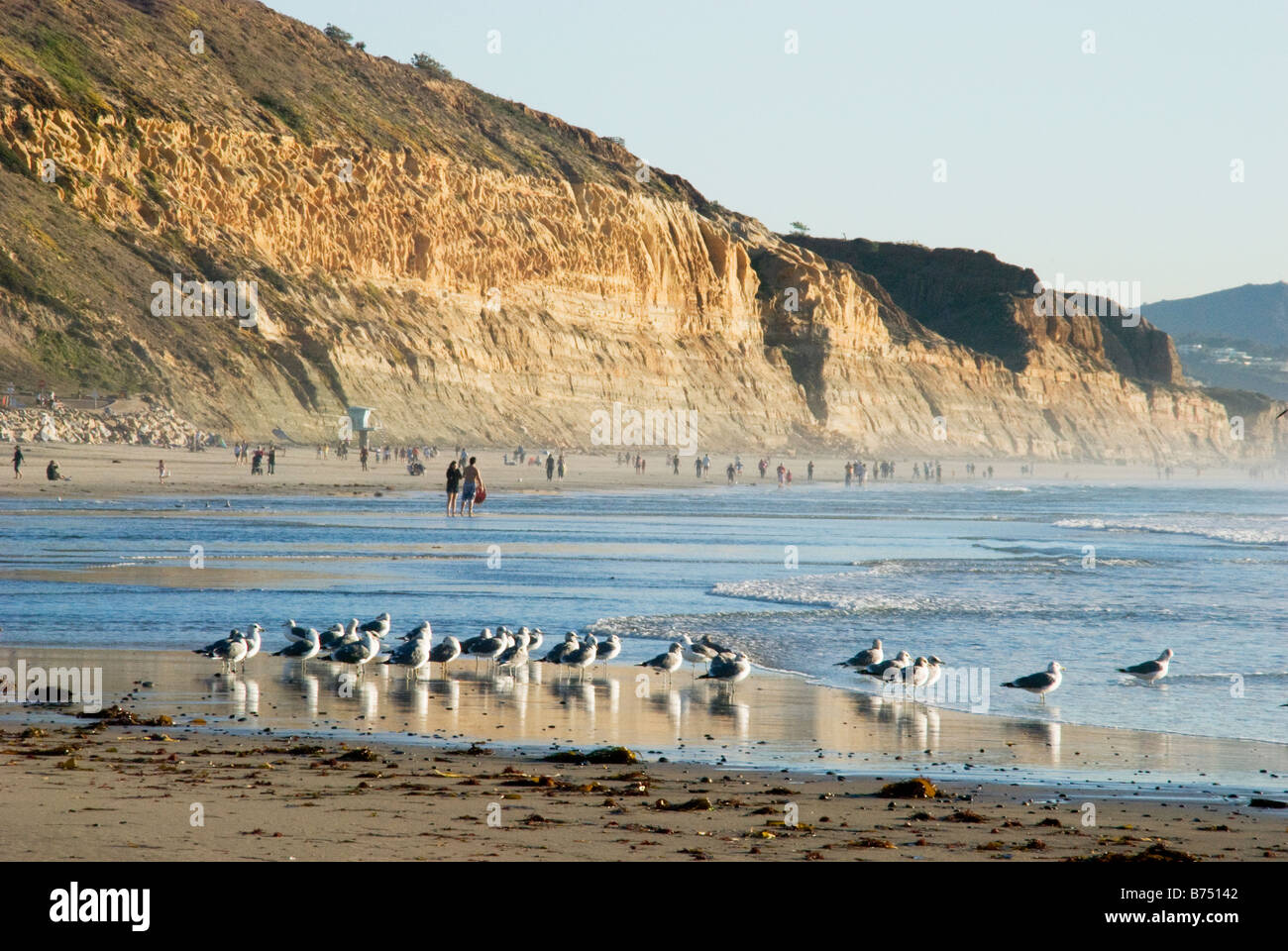 Les mouettes sur le sable en face de falaises de Torrey Pines State Beach, San Diego, CA USA Banque D'Images