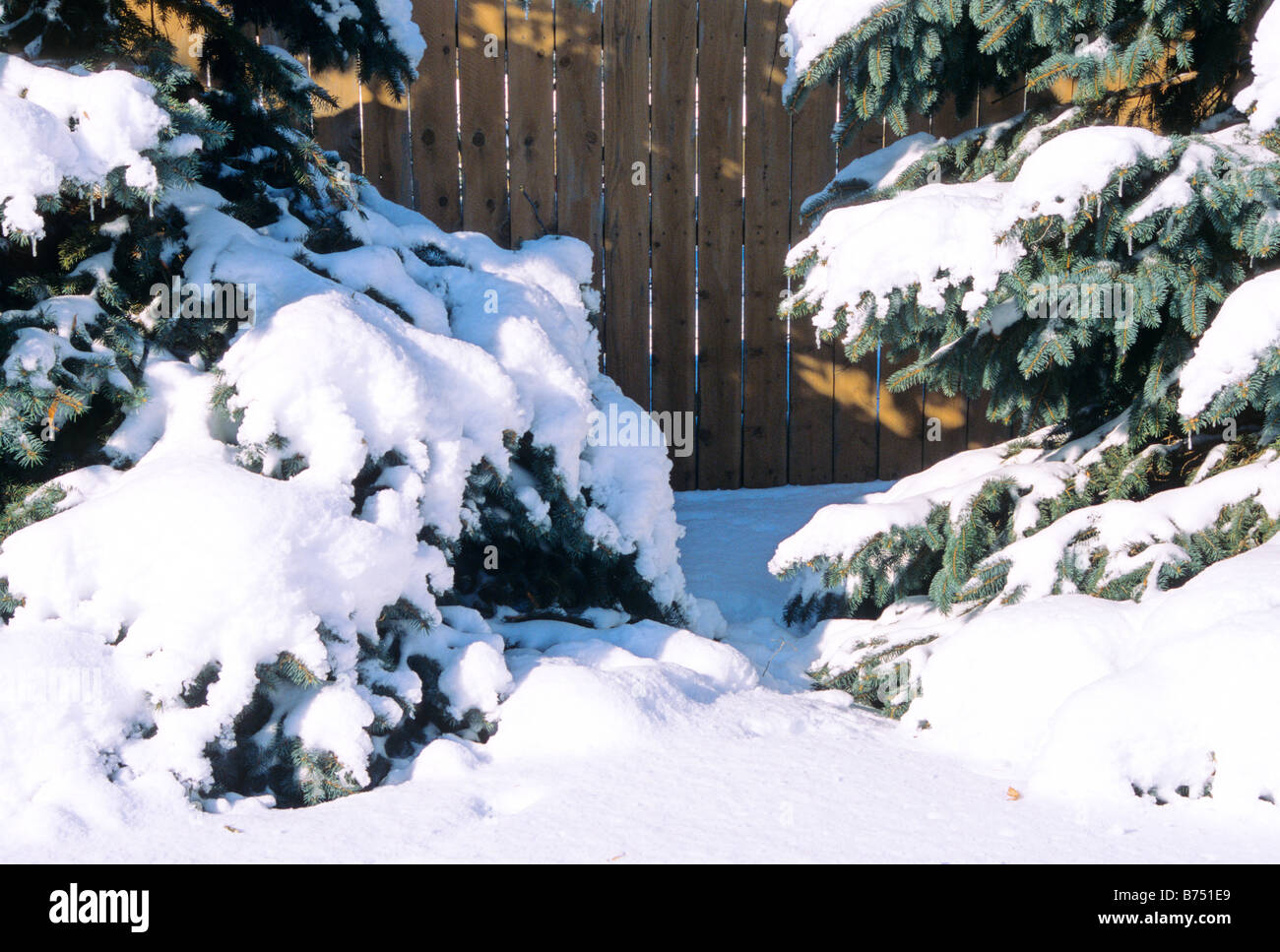 Neige fraîche sur les sapins, l'épinette bleue du Colorado belle naturel nature calme paisible Banque D'Images