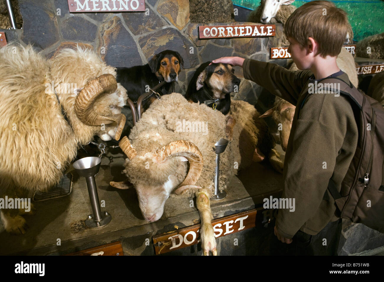 Nouvelle Zélande, île du Nord, Rotorua, les moutons montrent à l'Agrodome. Banque D'Images
