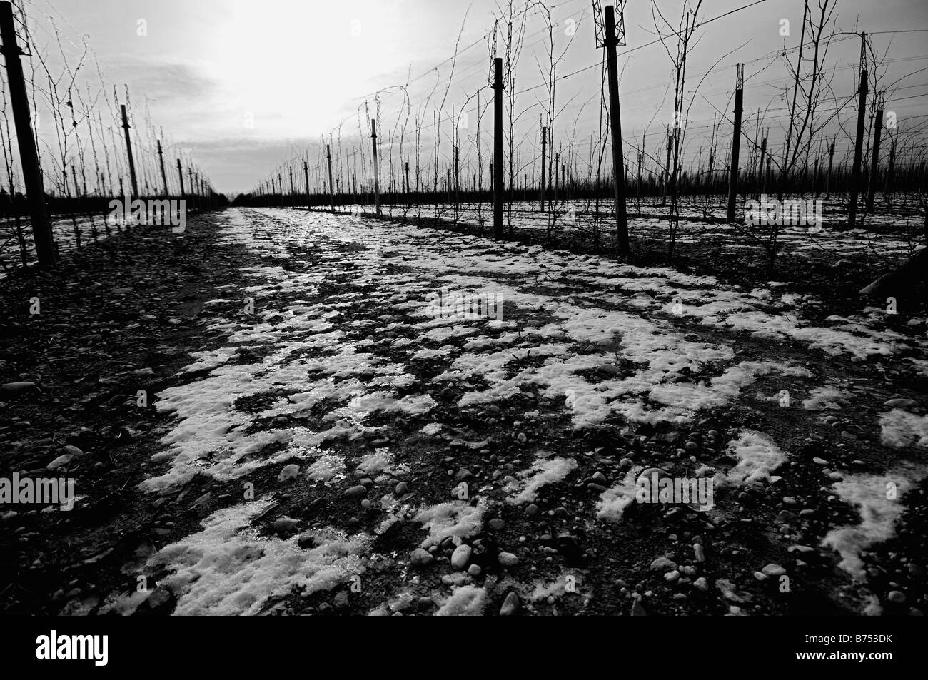Vignoble congelé en hiver Banque D'Images