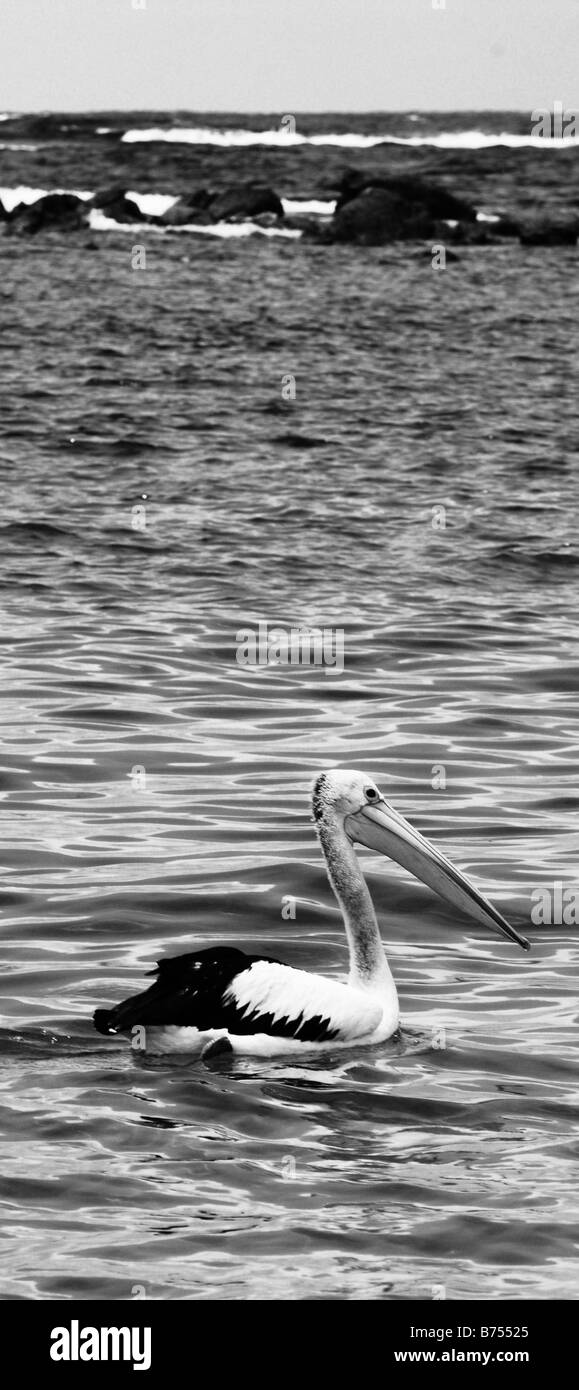 Pelican à Albany, Australie. Banque D'Images