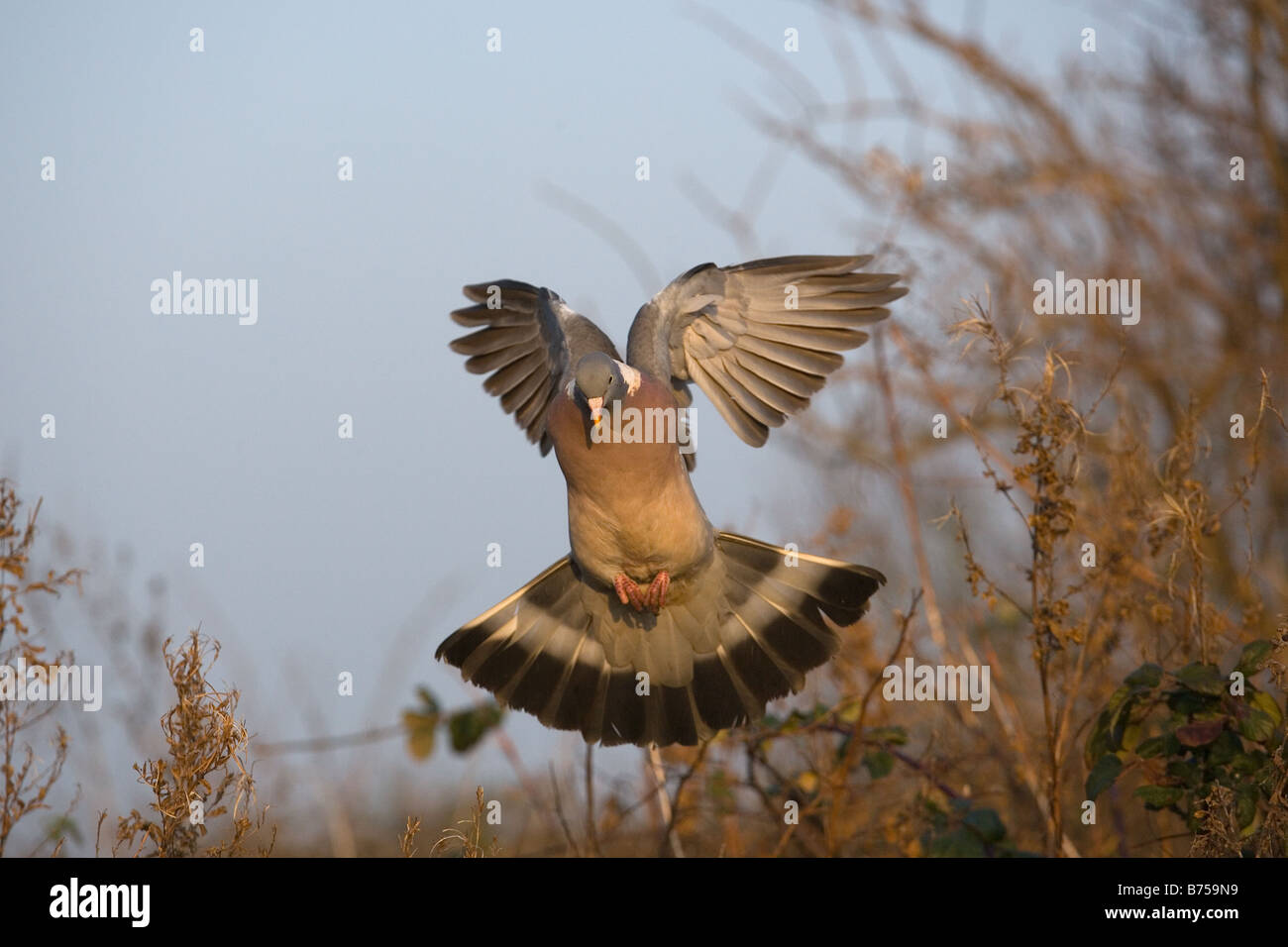 Pigeon ramier Columba palumbus en vol Banque D'Images