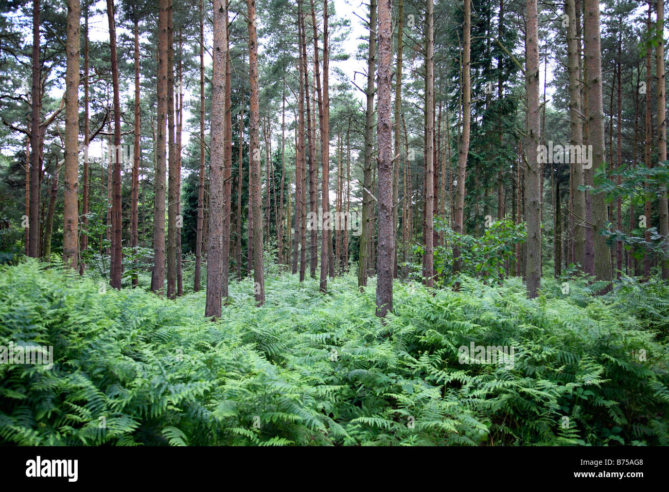 Woodland à Norfolk, Royaume-Uni. Banque D'Images