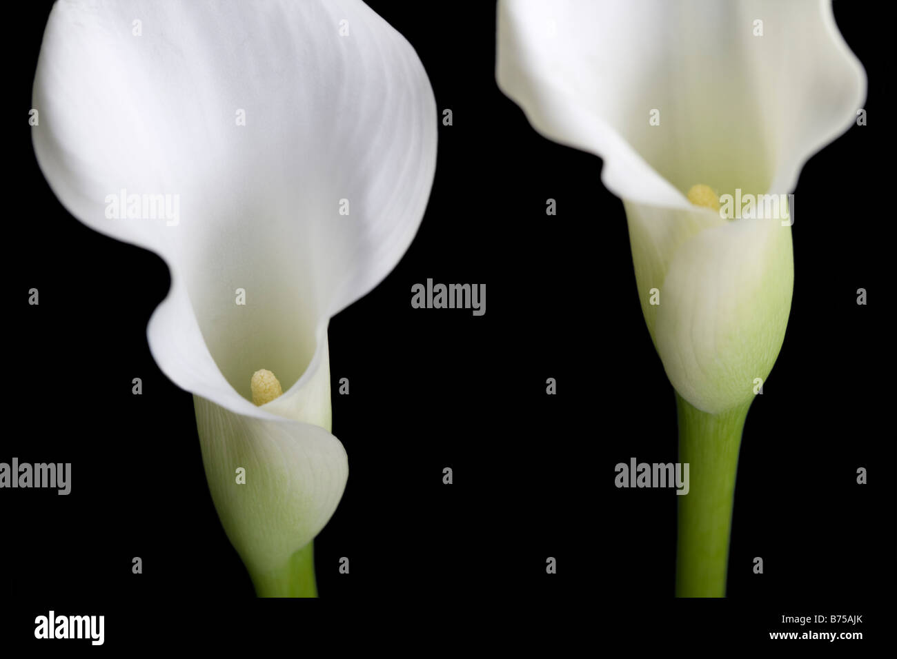 Deux fleurs de lis calla blanc Banque D'Images
