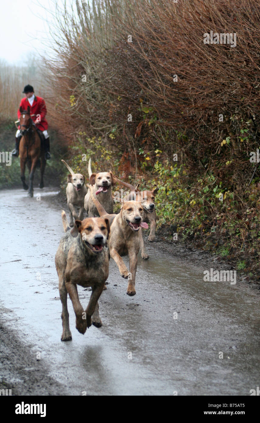 Hounds dans le Llandough Hunt Vallée de Glamorgan au Pays de Galles du Sud Banque D'Images