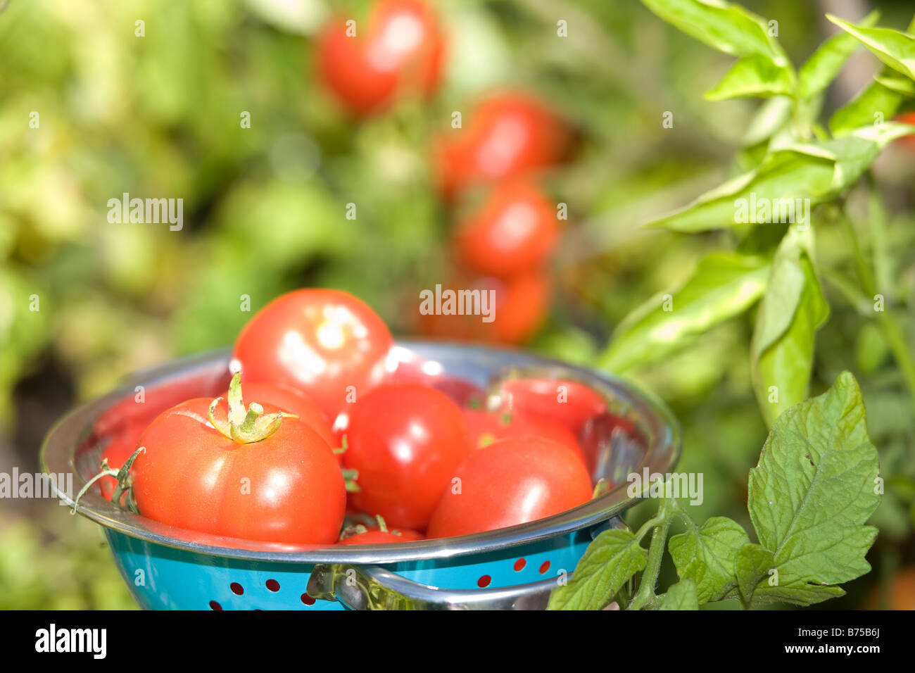 Tomates fraîches au jardin arrière, Winnipeg, Manitoba, Canada Banque D'Images