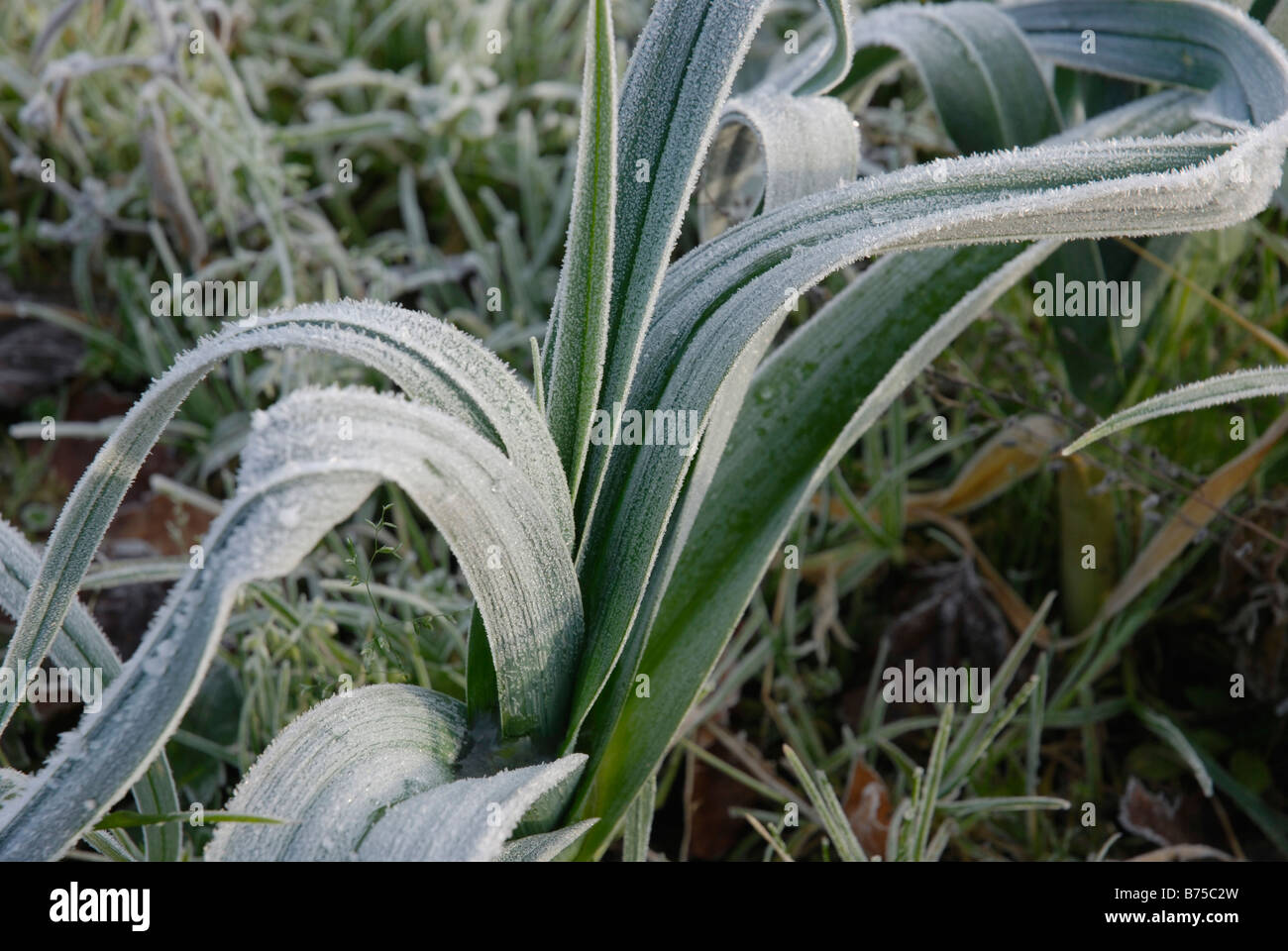 Givre sur les feuilles de poireaux Banque D'Images