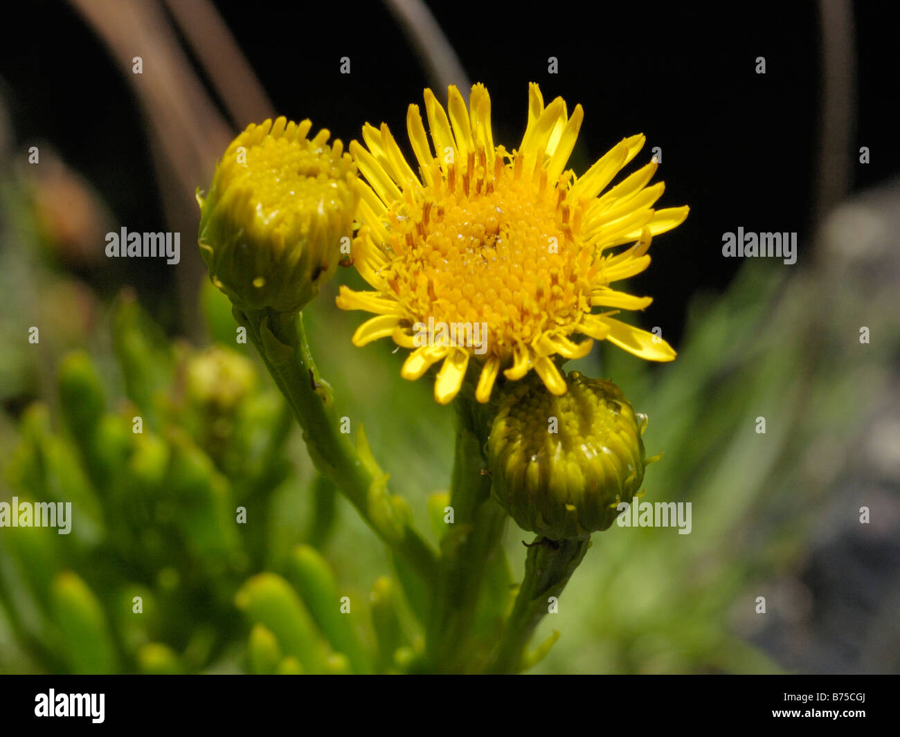 Inula crithmoides samphire, doré Banque D'Images