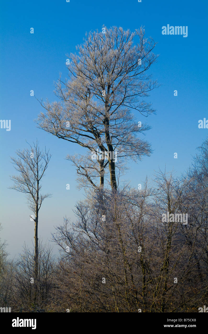 Reigate Hill, le monument à Inglis Colley Hill et l'hiver, au cours d'une forte gelée. Collines du Surrey, en Angleterre. Banque D'Images