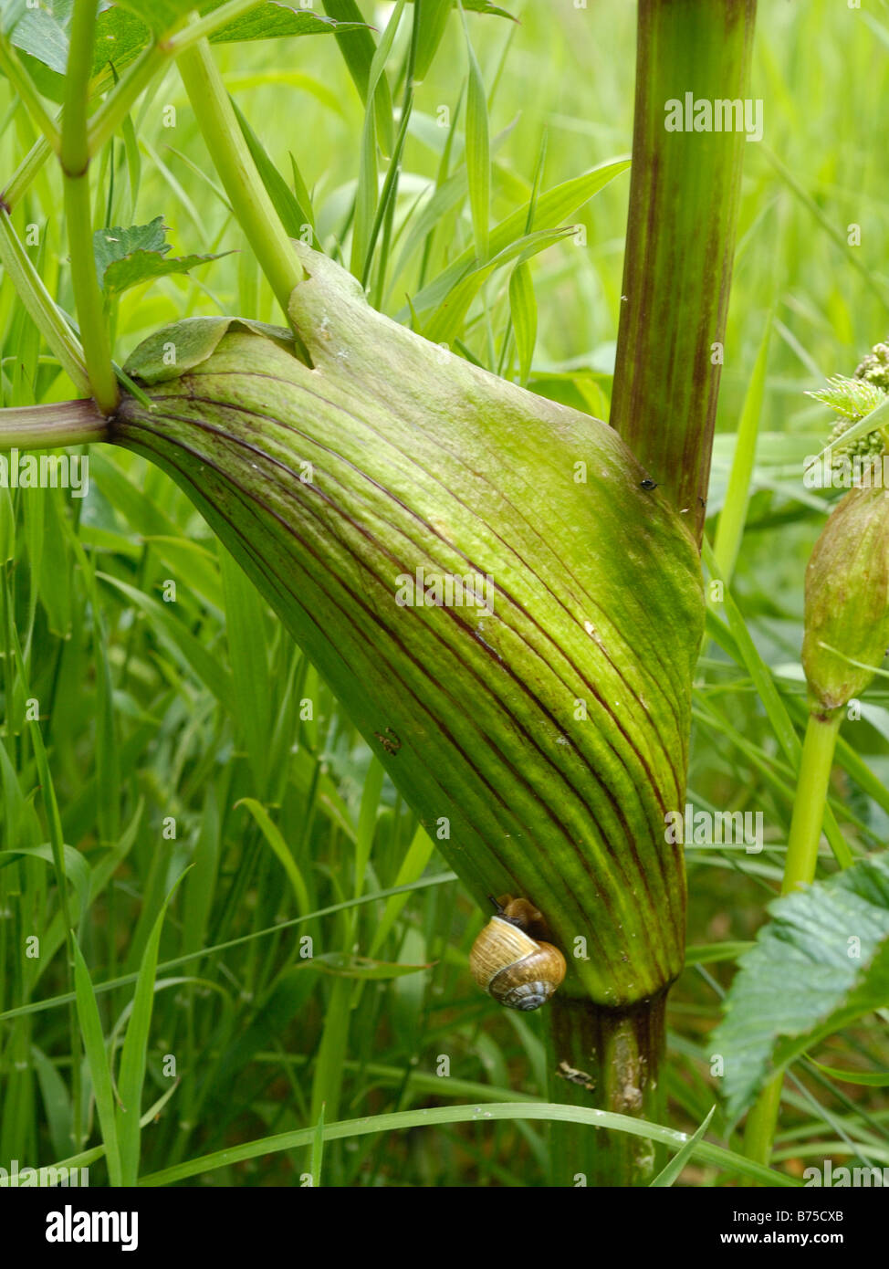 Berce du Caucase, Heracleum sphondylium souches Banque D'Images