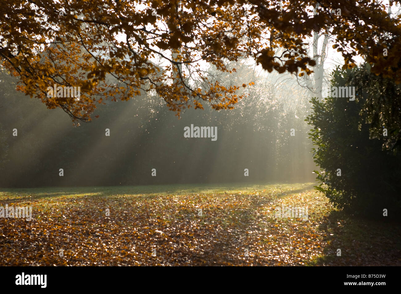 Les rayons de lumière en Park, Sydney Gardens , Bath, Royaume-Uni Banque D'Images