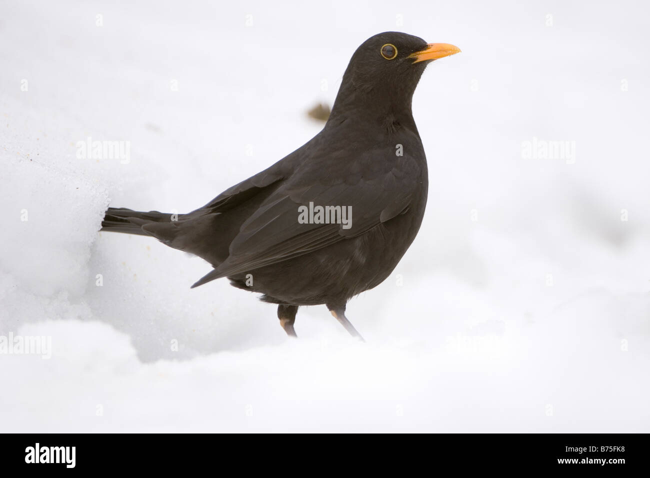 Blackbird dans la neige Banque D'Images