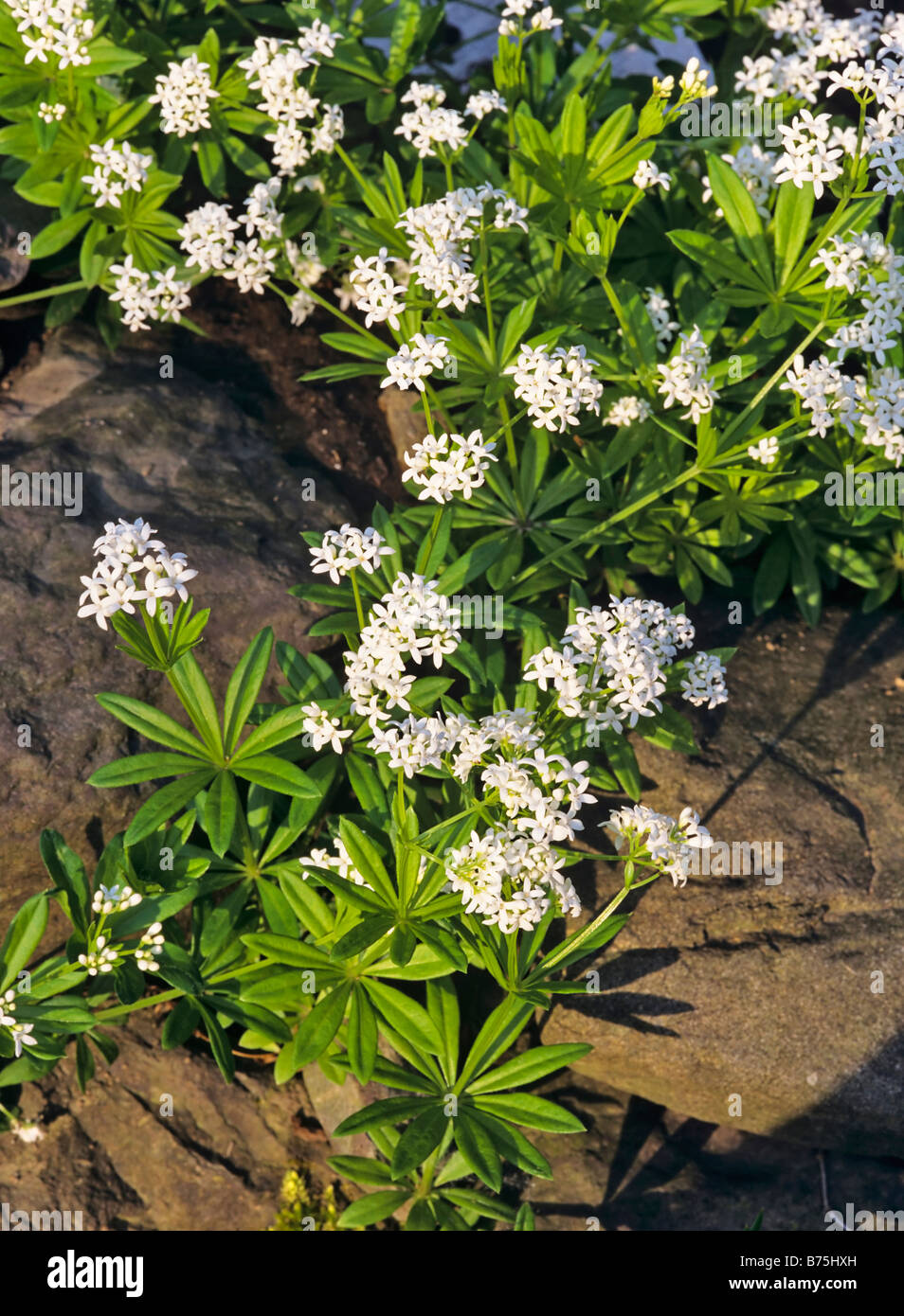 Woodruff Galium odoratum Woodruff Babys sauvage souffle plante herbacée vivace Banque D'Images