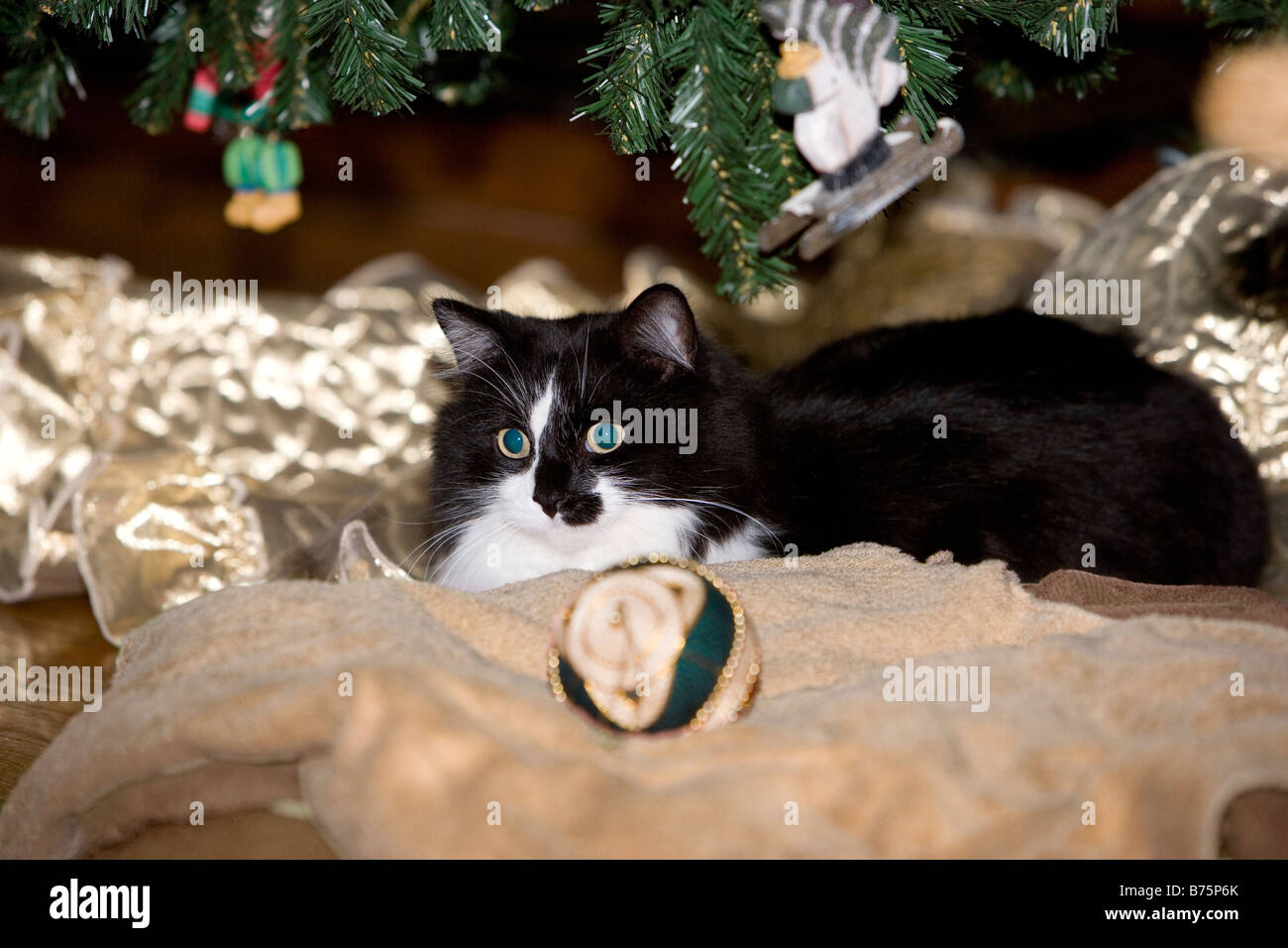 Chat domestique en vertu de l'arbre de Noël Banque D'Images