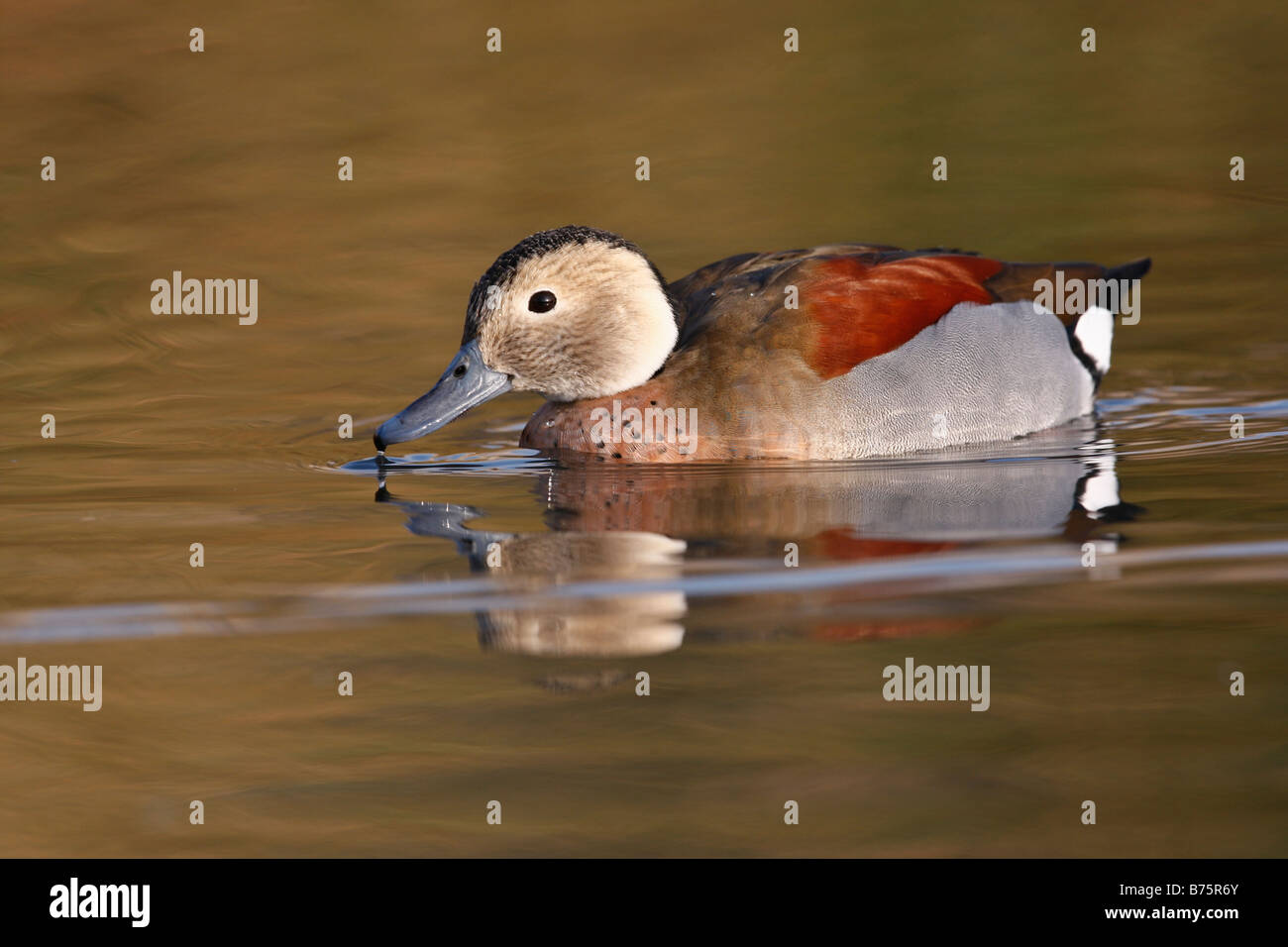 Ringed teal sarcelle à collier anneau ou Callonetta leucophrys homme originaire de l'Amérique du Sud Banque D'Images
