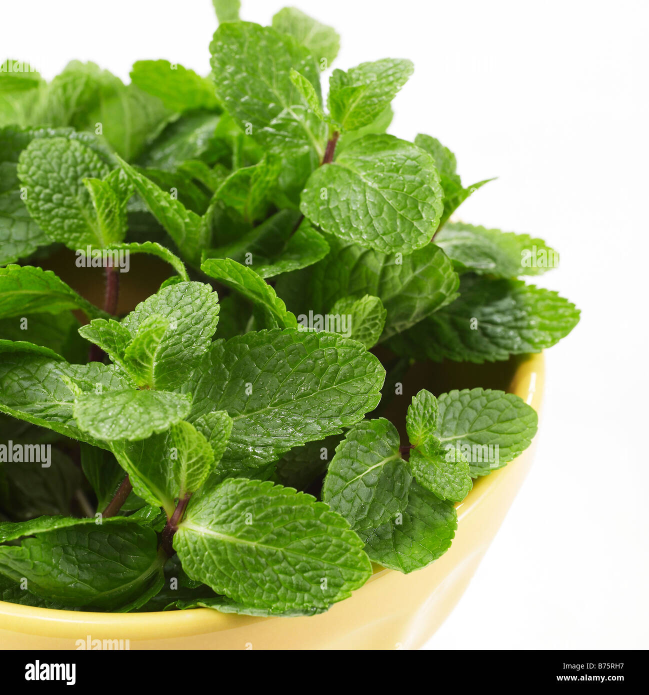 Les feuilles de menthe dans un bol jaune sur fond blanc Banque D'Images