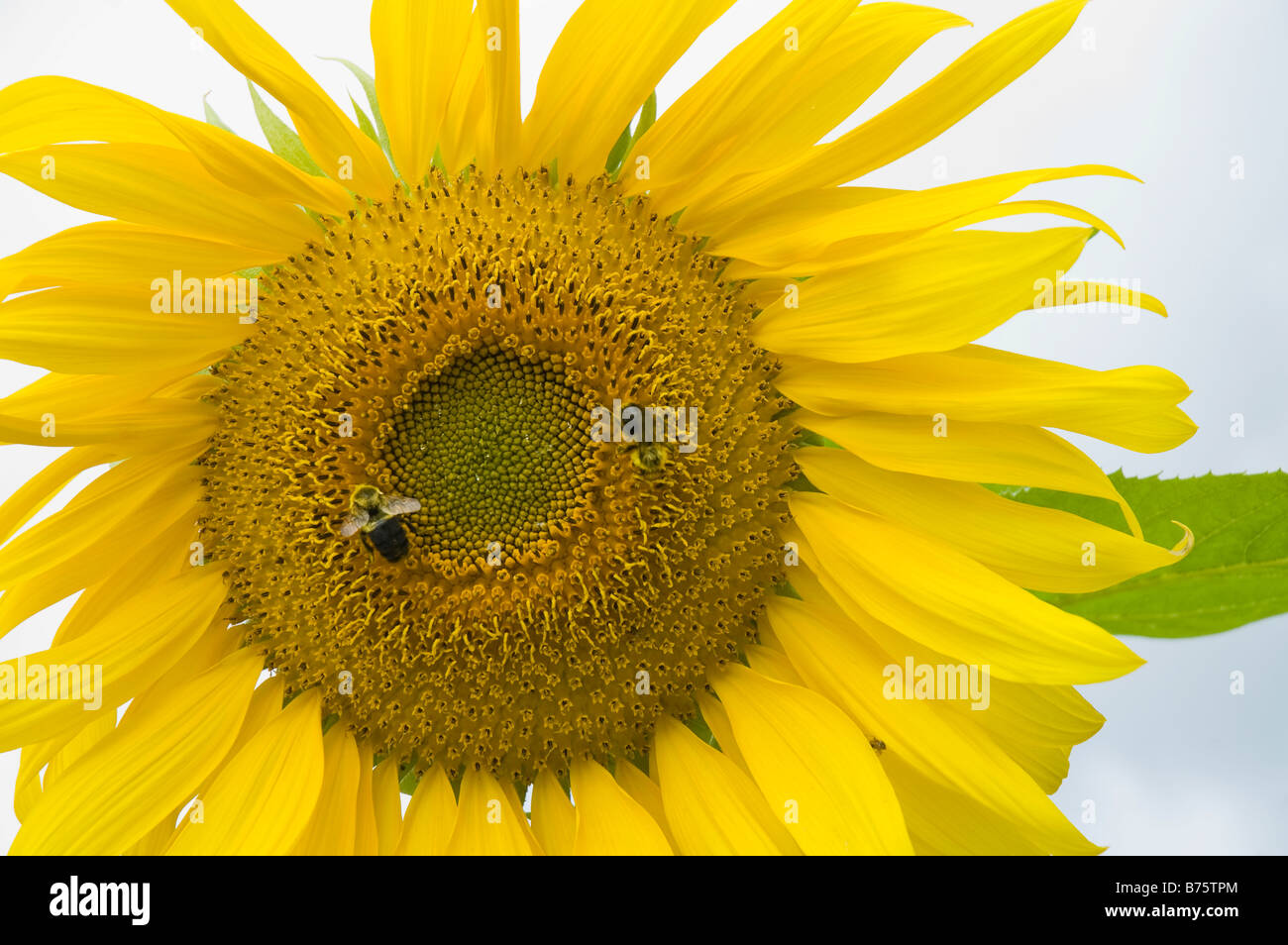 Gros plan macro de l'est deux bourdons (Bombus impatiens) jaune vif sur tournesol (Helianthus giganteus) Banque D'Images