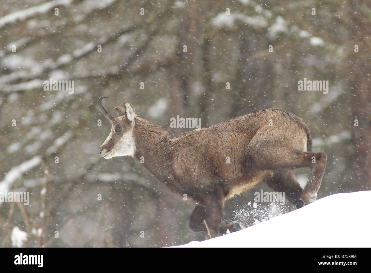 Chamois in the snow Banque de photographies et d'images à haute résolution  - Alamy