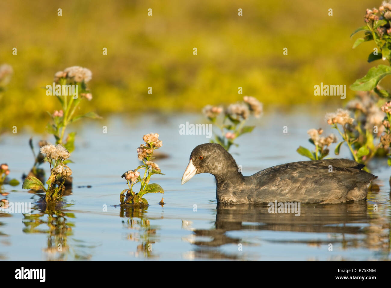 Foulque d'Amérique (Fulica americana) Banque D'Images