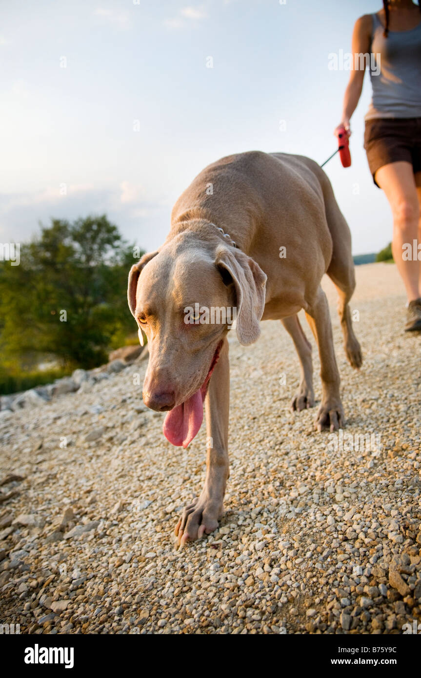 Chien fatigué Banque D'Images